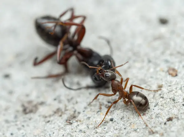 stock image a worker wood ant (Formica) gripping the head of a dead carpenter ant (Camponotus), on concrete 