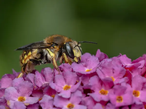 stock image European wool carder bee (Anthidium manicatum) resting on the flowers of a butterfly bush (Buddleia davidii)