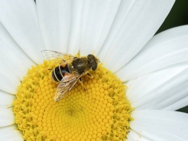 Sarı ve beyaz bir papatya çiçeğinin üzerinde duran sarı polenle kaplanmış bir Avrupa İHA sineği (Eristalis arbustorum).