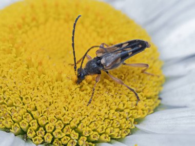 Uzun boynuzlu çiçek böceği (Xestoleptura crassipes) papatya çiçeğinden sarı polenle beslenir.