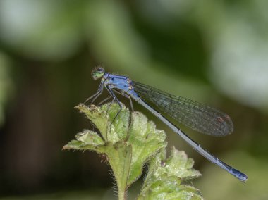 side view of a pretty blue colored male Pacific forktail damselfly (Ischnura cervula) perched on the leaf of a buttercup plant (Ranunculus) clipart