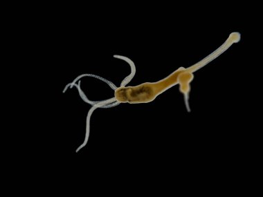 Bir sivrisinek larvasını yakalayıp tüketen kahverengi bir Hydra 'nın (Hydra oligactis) Darkfield fotoğrafı.