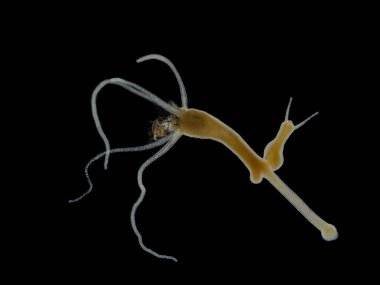 Küçük bir sivrisinek larvasını yutma sürecinde olan kahverengi bir Hydra 'nın (Hydra oligactis) Darkfield fotoğrafı