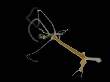 Küçük bir sivrisinek larvasını yakalayan bir dakikalık kahverengi Hydra 'nın (Hydra oligactis) Darkfield fotoğrafı