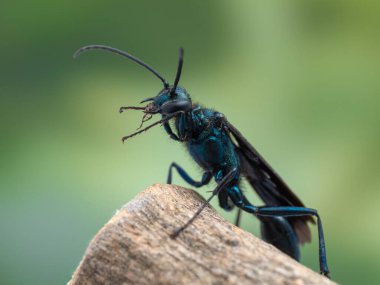 Close-up of a beautiful common blue mud dauber wasp (Chalybion californicum), resting on a branch and grooming its face clipart