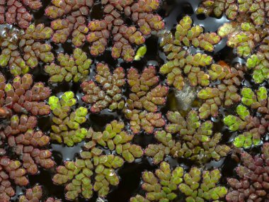 Richmond, British Columbia, Kanada 'daki bir göletin yüzeyinde yüzen küçük su eğreltiotu bitkilerine (Azolla filiculoides) yakın çekim