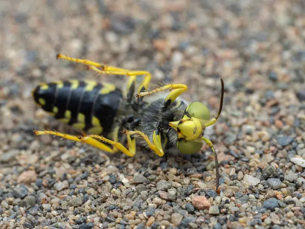 stock image close-up of a dead sand wasp (Bembix americana), showing its underside and unique face