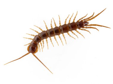 Yetişkin kahverengi kırkayak (Lithobius forficatus) yukarıdan. Beyazda izole edilmiş. Kuzey Amerika 'ya getirilen bir Avrupa türü