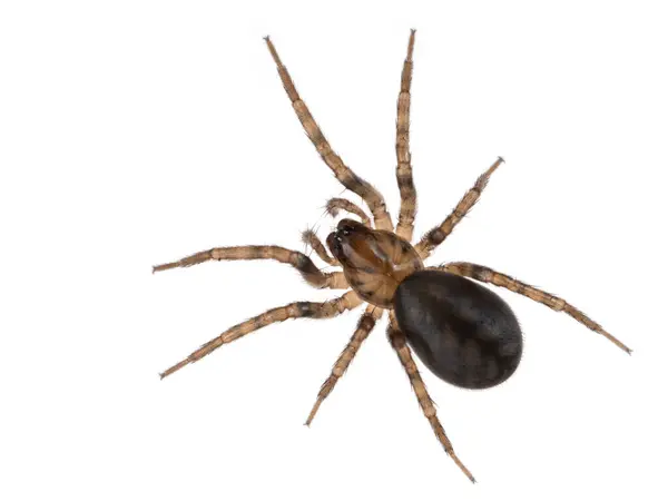 stock image A pretty ground spider (Cybaeus species) from above. Isolated