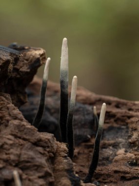 Çürüyen ahşap üzerinde büyüyen küçük meyve veren karbon boynuz mantarları (Xylaria hipoksilon).