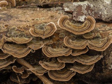 Çürüyen bir kütük üzerinde büyüyen bir grup hindi kuyruğu mantarı (Trametes versicolor)