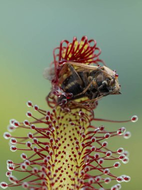 Gerçek bir böceğin dikey görüntüsü (Hemiptera türleri) bir pelerin güneş demeti bitkisi tarafından kapana kısılmıştır (Drosera capensis)