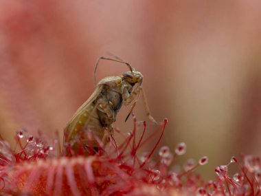 close-up of a true bug (Lygus species) that has been trapped on the leaf of a sundew plant (Drosera tokaiensis) clipart