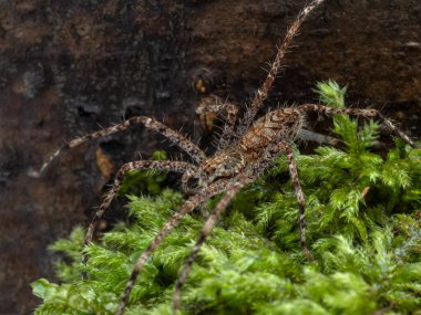 side view of an ornate juvenile lichen huntsman spider (Heteropoda boiei) crawling on moss clipart