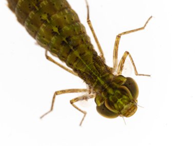 Close-up of an aquatic nymph (naiad) of a green darner dragonfly (Anax junius). From above, isolated on white clipart