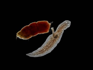 Freshwater triclad flatworm (Girardia tigrina) extending its muscular pharynx out of its body towards a piece of a chironomid larva to begin feeding. Darkfield. Isolated clipart