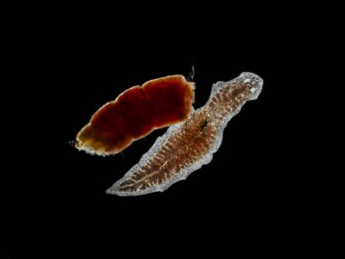 Taze su triclad flatworm (Girardia tigrina) bir bakteri kabında chironomid larva parçasıyla beslenir. Üç dallı bağırsak, yiyecekle dolup taşıyor. Darkfield. İzole edilmiş
