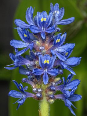 pretty blue flowers of a pickerelweed plant (Pontederia cordata) showing the characteristic yellow markings which may attract bees for pollination clipart