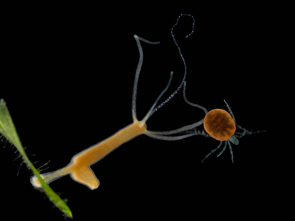 Darkfield photo of a brown hydra (Hydra oligactis) with a bud forming, capturing a water mite (Hydrachnidia species)