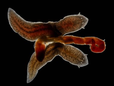 Darkfield image of teo black planaria flatworms (Girardia dorotocephala) feeding on a red non-biting midge larva (Chironomidae) clipart