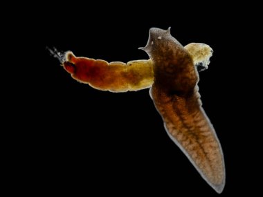 Bir midge larvası (Chironomidae) ile beslenen siyah bir planaria dorotocephala 'nın (Girardia dorotocephala) karanlık alan görüntüsü)
