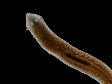 Siyah bir planaria solucanının (Girardia dorotocephala) su yüzeyinin altında süzülürken çekilmiş karanlık alan görüntüsü.