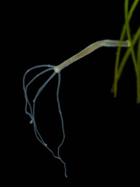 Vertical darkfield photo of a brown hydra (Hydra oligactis) attached to an underwater plant clipart