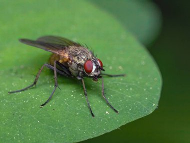 Yeşil bir yaprağın üzerinde duran parlak kırmızı gözlü bir Tachinid sineğinin (Tachinidae ailesi) yakın çekimi 