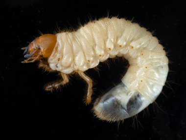 Yağlı bir Avrupa istilacı böcek larvası (Amphimallon majale). Darkfield. İzole edilmiş