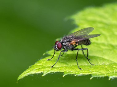 Yeşil bir yaprağın üzerinde bir Tachinid sineğinin (Tachinidae ailesi) yan görüntüsü 