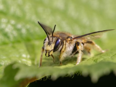 Renkli bir erkek Avrupa yün kartviziti olan Anthidium manicatum 'un bir yaprağın üzerinde dinlendiği yakın plan.