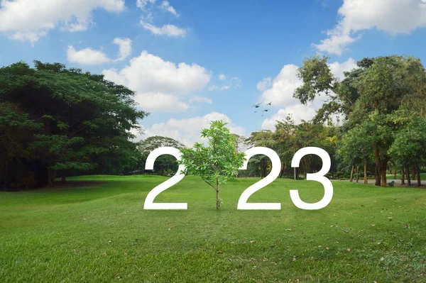2023 Text Alb Copac Creștere Iarbă Verde Copaci Parc Public — Fotografie, imagine de stoc