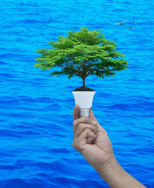 Hand Holding Big Green Tree Soil Light Bulb Blue Sea — Stock Photo, Image