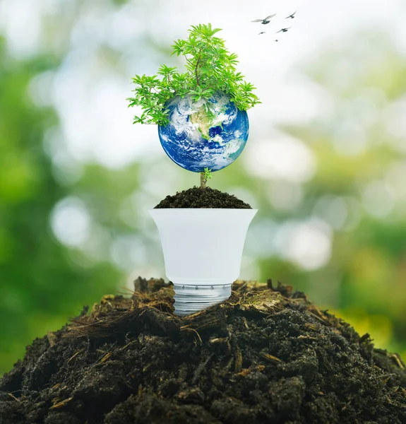 Earth with tree on soil with light bulb over blur forest, Save the earth concept, Elements of this image furnished by NASA