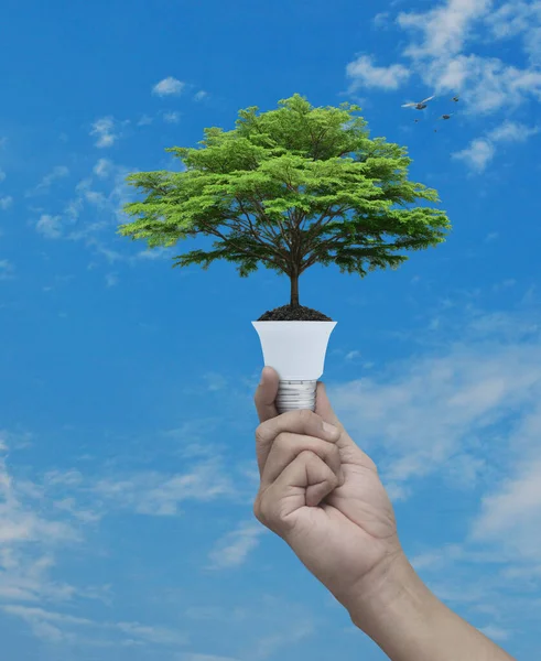 用灯泡在蓝天 绿色生态和节能理念的土壤上 手执绿树 — 图库照片