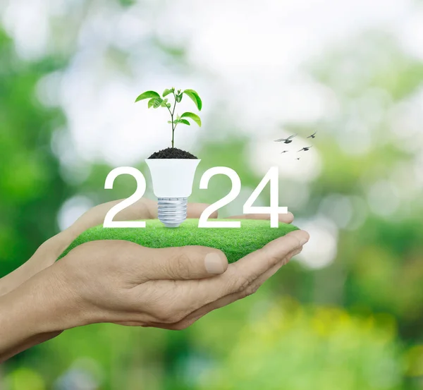 2024 white letter with fresh leaves on soil and light bulb on green grass in hands over blur tree in park, Happy new year 2024 green ecology and saving energy concept