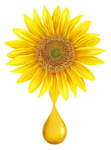 Bunga Matahari Kuning Yang Indah Dengan Tetesan Minyak Terisolasi Atas - Stok Vektor
