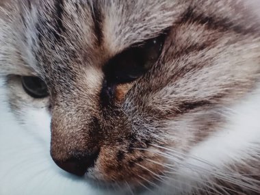 Kedi uyuklayarak oturur..