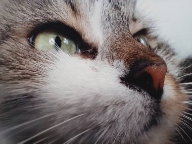 kedi mesafeiçine bakar.