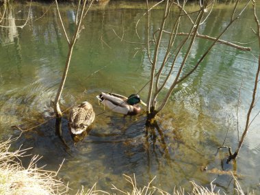 Bir ördek ve bir drake gölette yüzüyorlar..