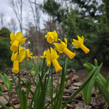 Sarı çiçekler, parlak nergis.