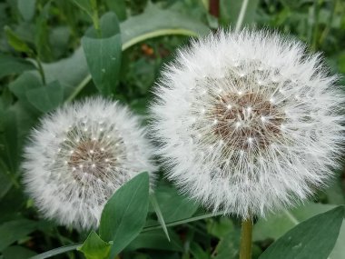 İki büyük karahindiba tütsüsü topunun etrafı yemyeşil yapraklarla çevrili. Hoş bir bahar gününde güneşleniyorlar. Canlı renkler çok güzel tezat oluşturuyor..
