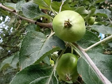 Ağaçtaki yeşil olgunlaşmamış genç elmalar.