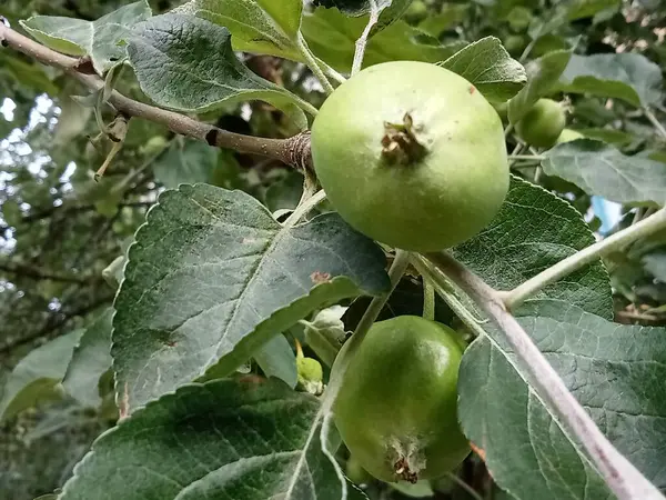 Ağaçtaki yeşil olgunlaşmamış genç elmalar.