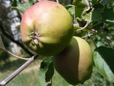 Ağaç dallarında olgun elma meyveleri.