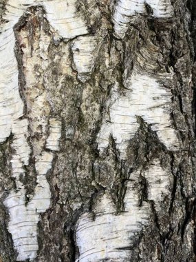 Bir huş ağacı kabuğu yakın çekim gösterilir. Beyaz tabakalar, koyu çatlaklar ve düzensizliklerle kabuk soymak desenli bir desen oluşturur. Görüntünün genel tonu gri ve beyazın açık ve koyu tonlarının bir kombinasyonudur.