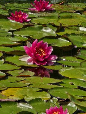 Parlak pembe çiçekli birkaç nilüfer ve bir gölette suyun yüzeyinde yüzen büyük yuvarlak yeşil yapraklar. Çiçeklerin çok sayıda taç yaprakları ve sarı merkezleri var..