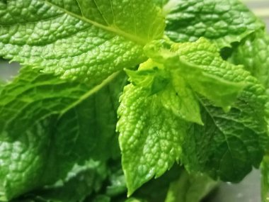 Taze, parlak yeşil nane yaprakları ve kendine özgü bir yüzey dokusu var..