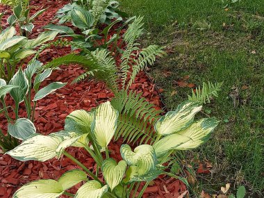 Çiçek tarlasının ortasında geniş yapraklı geniş ev sahibi çalıların açık yeşil bir merkezi ve koyu bir sınırı vardır. Yeşil yapraklı eğrelti otları hosteslerin yanında yetişir..