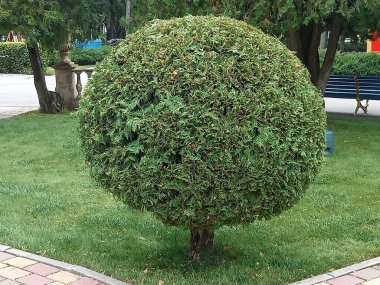 Yoğun yeşil iğneleri olan düzgün budanmış, küresel bir ağaç çalısı bir parkta ya da bahçede iyi korunmuş bir çimenlikte oturur. Arka planda diğer ağaçlar, peyzaj elementleri ve bir bank görülebilir..
